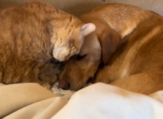 Illustration de l'article : Adoptés alors qu’ils étaient encore chiots, ces 2 toutous ont pris le chat de la famille pour leur papa (vidéo)