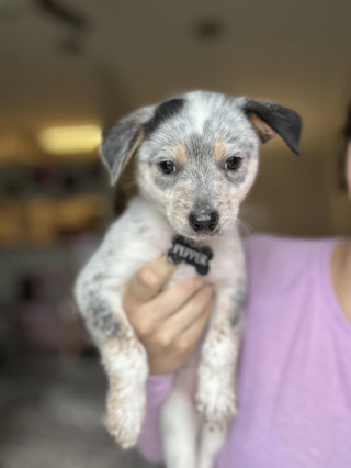 Illustration de l'article : Abandonné dans une maison inhabitée avec le reste de sa famille, ce chiot peut désormais espérer goûter au bonheur d’avoir un foyer bien à lui