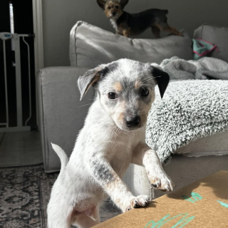 Illustration de l'article : Abandonné dans une maison inhabitée avec le reste de sa famille, ce chiot peut désormais espérer goûter au bonheur d’avoir un foyer bien à lui