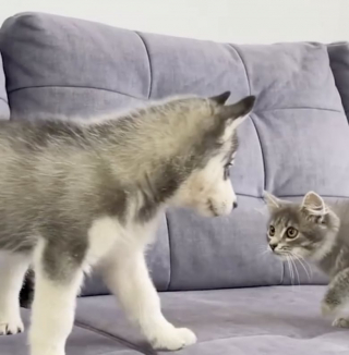 Illustration de l'article : Ce chiot Husky découvre pour la première fois la race féline (vidéo)