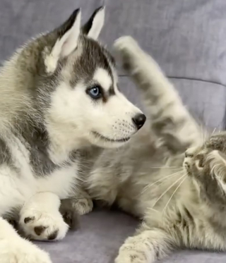 Illustration de l'article : Ce chiot Husky découvre pour la première fois la race féline (vidéo)