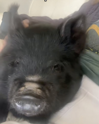 Illustration de l'article : Inséparables, ce toutou et ce petit cochon font tout ensemble, même les bêtises (vidéo)