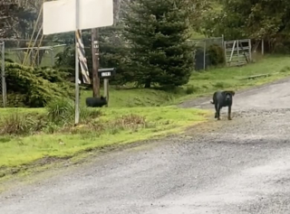 Illustration de l'article : Inséparables, ce toutou et ce petit cochon font tout ensemble, même les bêtises (vidéo)