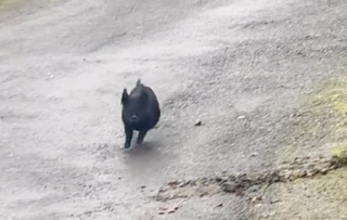 Illustration de l'article : Inséparables, ce toutou et ce petit cochon font tout ensemble, même les bêtises (vidéo)