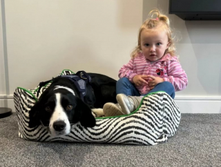 Illustration de l'article : Ce couple parcourt 1.600 kilomètres pour tenter de sauver la vie de leur chien atteint d’une maladie du foie