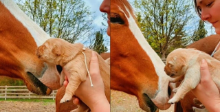 Illustration de l'article : Ces chiots de 11 jours rencontrent pour la première fois un cheval sous la supervision attentive de leur maman humaine (vidéo)