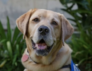 Illustration de l'article : Séparés lorsqu’ils étaient âgés de 8 semaines, ces 2 frères, désormais chiens d’assistance, se retrouvent des années après (vidéo)