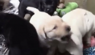 Illustration de l'article : Séparés lorsqu’ils étaient âgés de 8 semaines, ces 2 frères, désormais chiens d’assistance, se retrouvent des années après (vidéo)