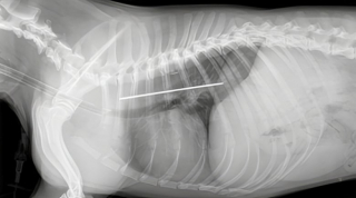 Illustration de l'article : Amenée en consultation pour des difficultés respiratoires et plusieurs douleurs, cette chienne avait en fait avalé un objet long de 20 cm