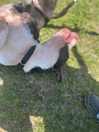 Illustration de l'article : Déjà abandonné par 2 fois, ce chien de 6 ans désespère de trouver un jour le bonheur (vidéo)