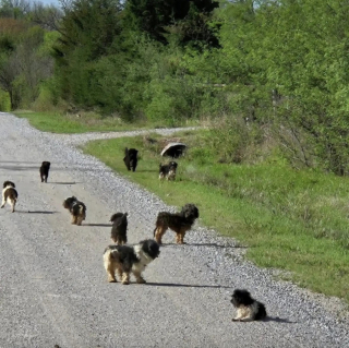 Illustration de l'article : Abandonnés en pleine nature par un éleveur amateur, 12 chiens déboulent de nulle part devant un conducteur désemparé