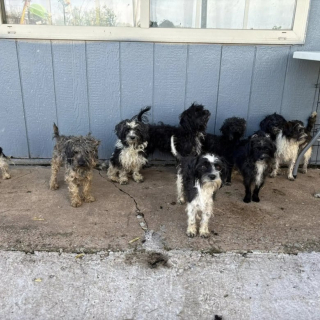 Illustration de l'article : Abandonnés en pleine nature par un éleveur amateur, 12 chiens déboulent de nulle part devant un conducteur désemparé