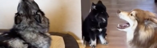 Illustration de l'article : Ces 2 toutous offrent le plus “Husky” des accueils à leur nouveau petit frère (vidéo)