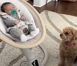 Illustration de l'article : Lorsque son frère nouveau-né arrive à la maison, cette petite femelle Caniche devient la meilleure nounou du monde (vidéo)