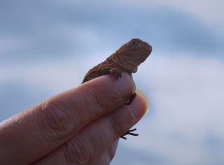 Illustration de l'article : Grâce à 2 chiens de détection, une espèce que l’on pensait disparue depuis 50 ans est finalement redécouverte (vidéo)