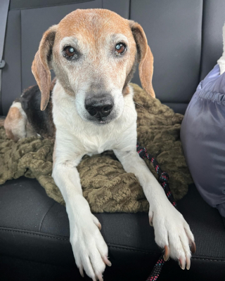 Illustration de l'article : Ce vénérable Beagle de 12 ans aurait pu finir euthanasié dans un refuge, mais il vit désormais des jours heureux auprès d’une famille aimante (vidéo)