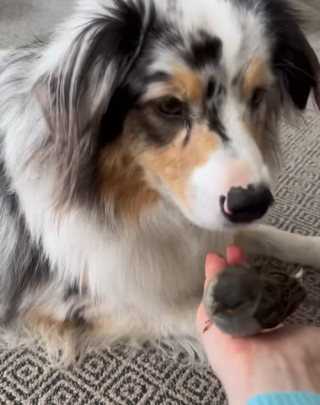 Illustration de l'article : Ce Berger Australien et sa maîtresse sauvent un oisillon d’une mort certaine (vidéo)