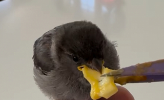 Illustration de l'article : Ce Berger Australien et sa maîtresse sauvent un oisillon d’une mort certaine (vidéo)