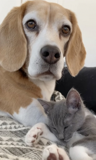 Illustration de l'article : Chlea le chat ne peut pas s’endormir sans son doudou qui n’est autre que Chloé… le chien (vidéo)