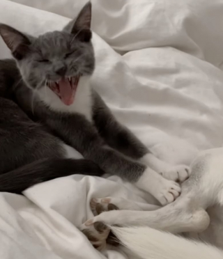 Illustration de l'article : Chlea le chat ne peut pas s’endormir sans son doudou qui n’est autre que Chloé… le chien (vidéo)