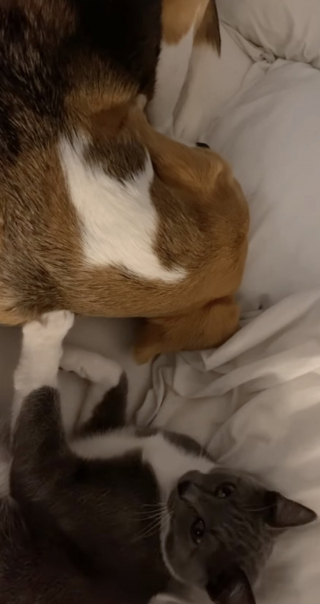 Illustration de l'article : Chlea le chat ne peut pas s’endormir sans son doudou qui n’est autre que Chloé… le chien (vidéo)