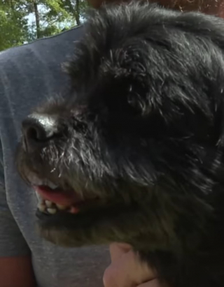 Illustration de l'article : Grâce à un incroyable concours de circonstances, ce chien a pu être sauvé de la noyade par la factrice