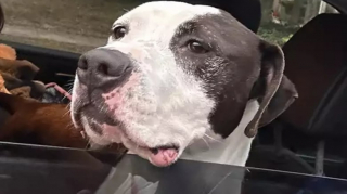 Illustration de l'article : Ce toutou attendait depuis 240 jours d’être enfin adopté, la livraison d’un repas va bouleverser sa vie