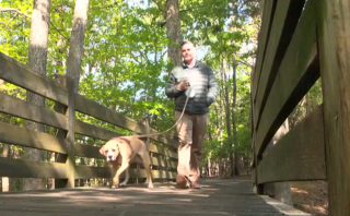 Illustration de l'article : La promenade quotidienne de ce chien vire au drame, lorsqu’il est mordu par un serpent venimeux