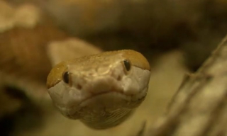 Illustration de l'article : La promenade quotidienne de ce chien vire au drame, lorsqu’il est mordu par un serpent venimeux