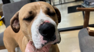 Illustration de l'article : La promenade quotidienne de ce chien vire au drame, lorsqu’il est mordu par un serpent venimeux