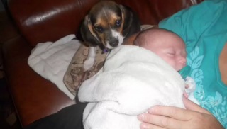 Illustration de l'article : Les chiens aussi peuvent jouer les nounous, la preuve en 16 photos débordantes d’amour