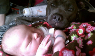 Illustration de l'article : Les chiens aussi peuvent jouer les nounous, la preuve en 16 photos débordantes d’amour