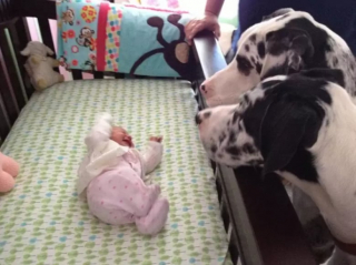 Illustration de l'article : Les chiens aussi peuvent jouer les nounous, la preuve en 16 photos débordantes d’amour