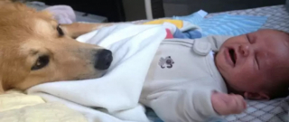 Illustration de l'article : Les chiens aussi peuvent jouer les nounous, la preuve en 16 photos débordantes d’amour