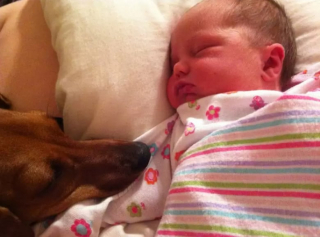 Illustration de l'article : Les chiens aussi peuvent jouer les nounous, la preuve en 16 photos débordantes d’amour