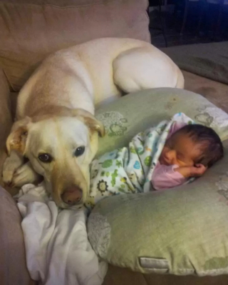 Illustration de l'article : Les chiens aussi peuvent jouer les nounous, la preuve en 16 photos débordantes d’amour