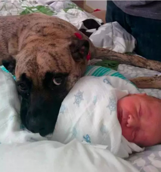 Illustration de l'article : Les chiens aussi peuvent jouer les nounous, la preuve en 16 photos débordantes d’amour