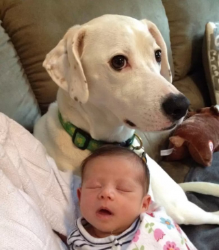 Illustration de l'article : Les chiens aussi peuvent jouer les nounous, la preuve en 16 photos débordantes d’amour