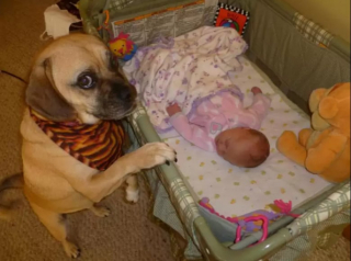 Illustration de l'article : Les chiens aussi peuvent jouer les nounous, la preuve en 16 photos débordantes d’amour