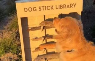 Illustration de l'article : Un adorable Golden Retriever découvre avec joie qu’il peut emprunter un bâton dans une bibliothèque spéciale (vidéo)