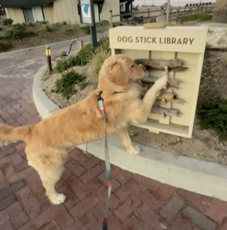 Illustration de l'article : Un adorable Golden Retriever découvre avec joie qu’il peut emprunter un bâton dans une bibliothèque spéciale (vidéo)