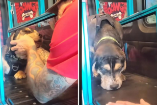 Illustration de l'article : Grâce à une ingénieuse machine et à la bienveillance d’un employé, ce chien aveugle apprend à retrouver confiance pour marcher (vidéo)