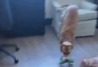 Illustration de l'article : Pensionnaire d’un refuge pendant 4 ans, cette chienne a pu compter sur une belle âme pour l’aider à surmonter cette épreuve (vidéo)