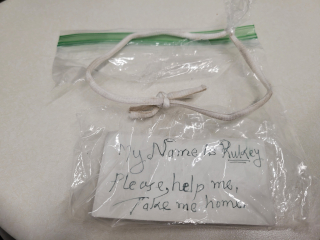 Illustration de l'article : La directrice d’un refuge adresse un message rempli de compassion au propriétaire d’un chien abandonné sur un parking