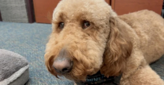 Illustration de l'article : Grâce à son adorable Goldendoodle, cette conseillère d’orientation réinvente son métier et se voit attribuer une récompense pour son travail (vidéo)