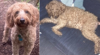 Illustration de l'article : Ce toutou senior retrouve ses maîtres après avoir inexplicablement disparu à l’entrée d’un magasin 2 jours auparavant