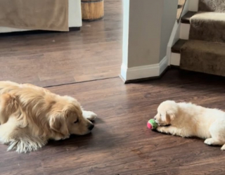 Illustration de l'article : Un Golden Retriever accepte sa petite sœur et endosse son rôle de grand frère de la plus mignonne des façons (vidéo)