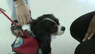 Illustration de l'article : Grâce à son affection et à sa présence au sein de la bibliothèque municipale, ce Cavalier King Charles aide à lutter contre l’illettrisme (vidéo)