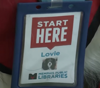 Illustration de l'article : Grâce à son affection et à sa présence au sein de la bibliothèque municipale, ce Cavalier King Charles aide à lutter contre l’illettrisme (vidéo)