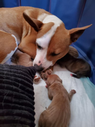 Illustration de l'article : Contre toute attente, cette chienne survit à la mise bas de ses 8 chiots grâce à un extraordinaire élan de solidarité